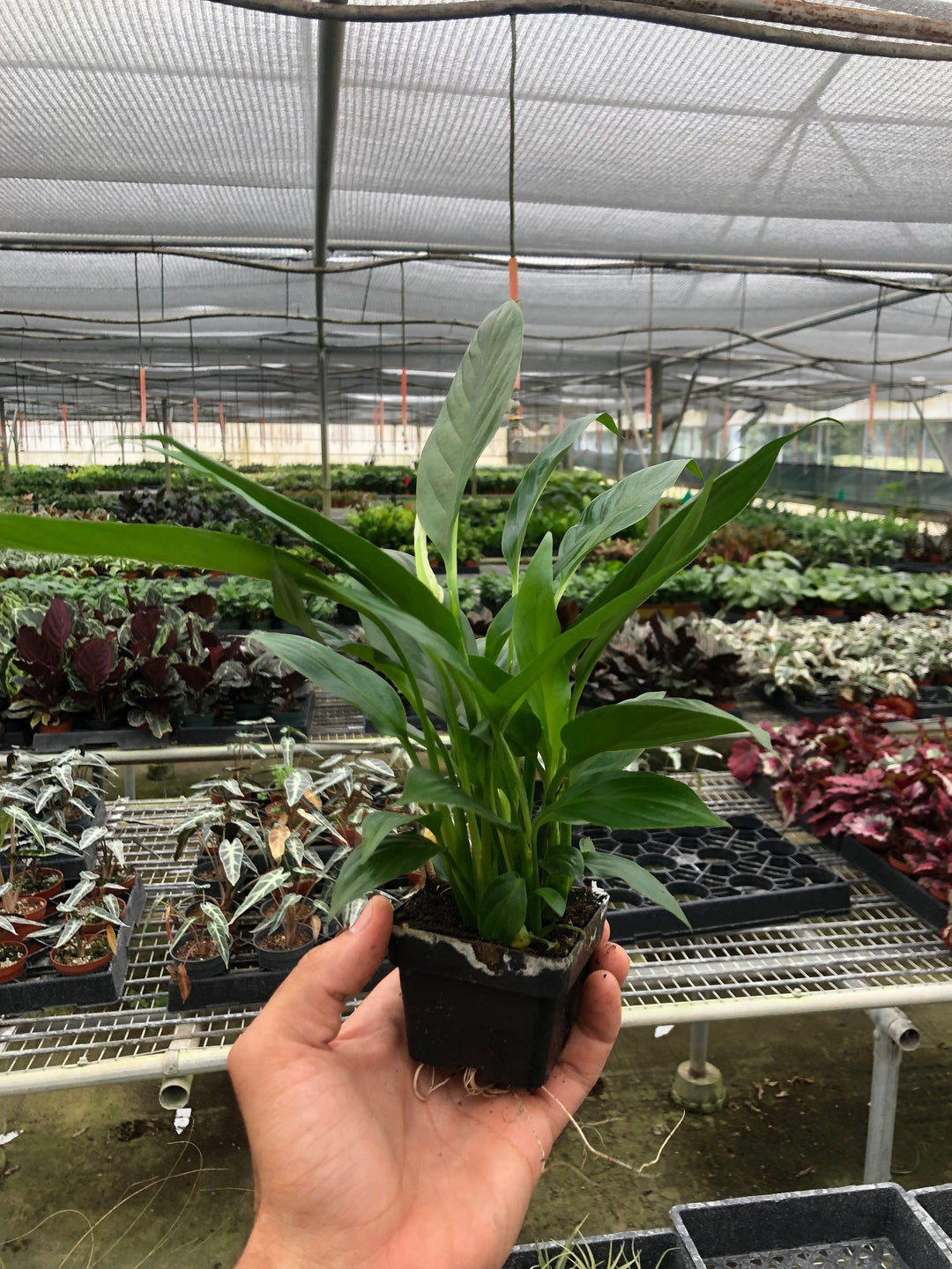 Spathiphyllum 'Peace Lily' - Casey & Company