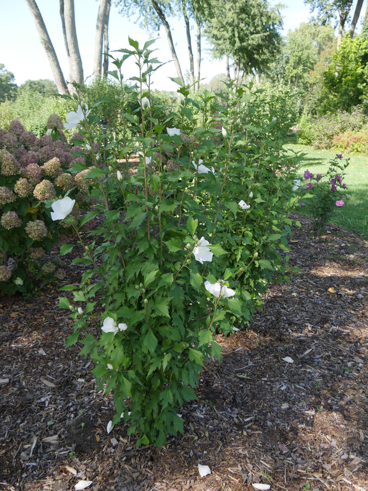 White Pillar® Rose of Sharon – Casey & Company