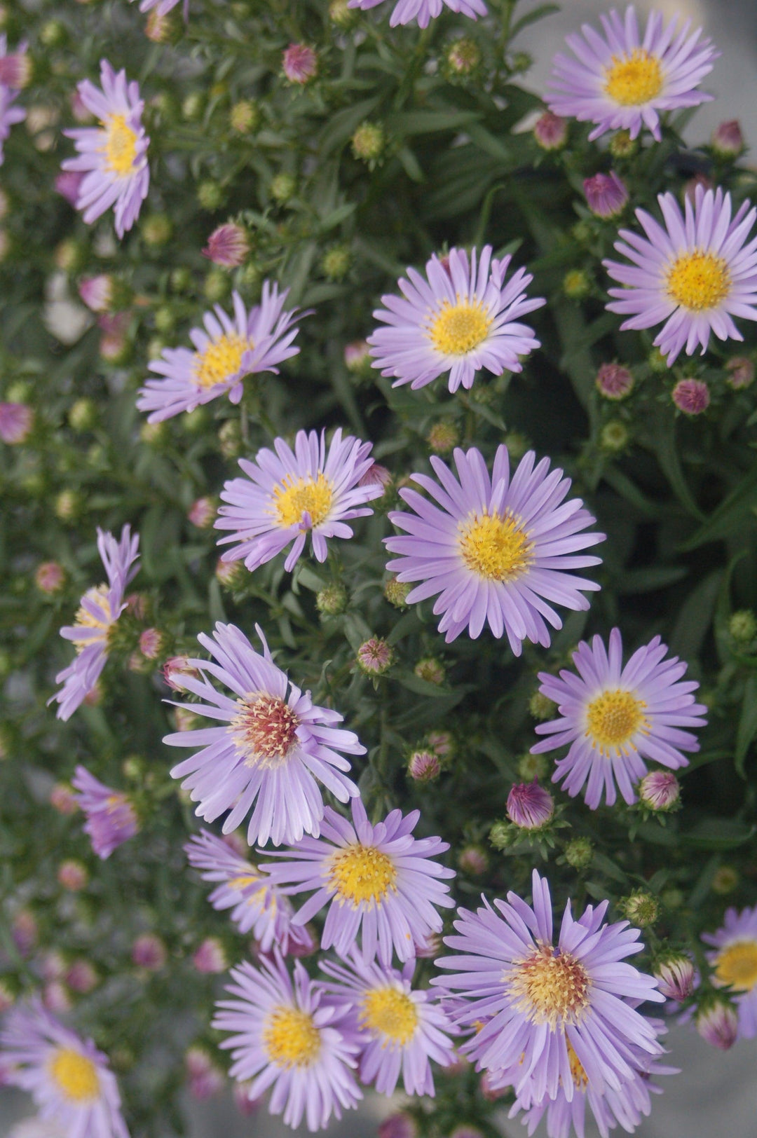 Wood's Blue Aster - Casey & Company