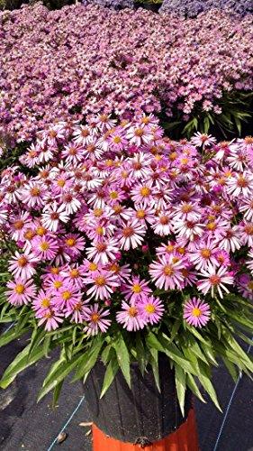 Woods Pink Aster - Casey & Company
