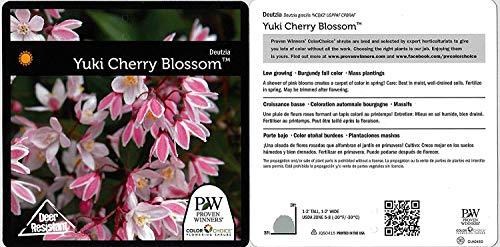 Yuki Cherry Blossom® Deutzia - Casey & Company