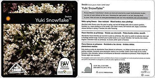 Yuki Snowflake® Deutzia - Casey & Company