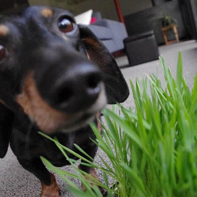 Garden Sprinkles Dog Grass - Casey & Company