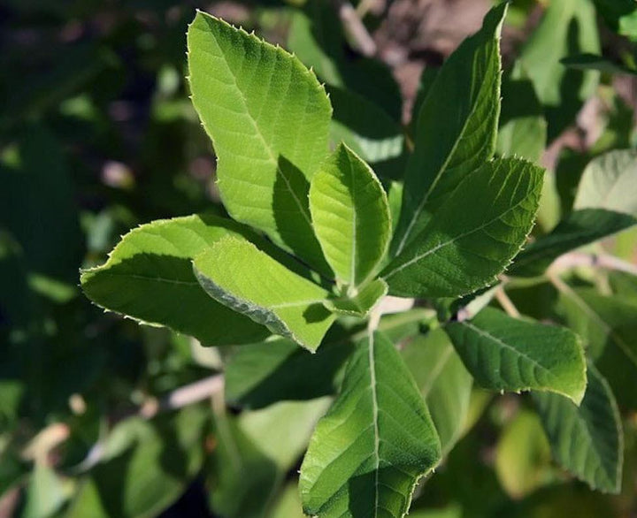 Clethra alnifolia | Summersweet - Casey & Company