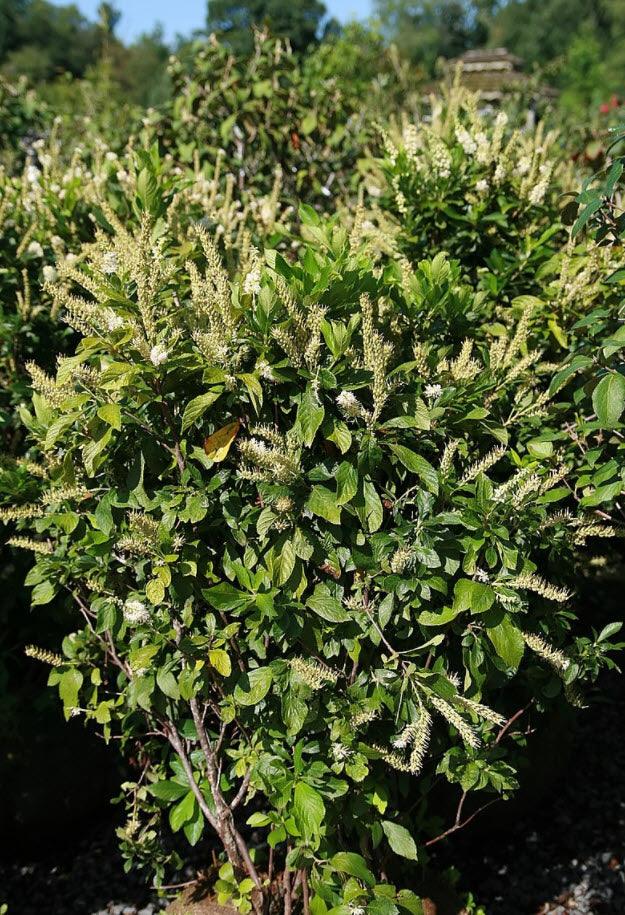 Clethra alnifolia | Summersweet - Casey & Company