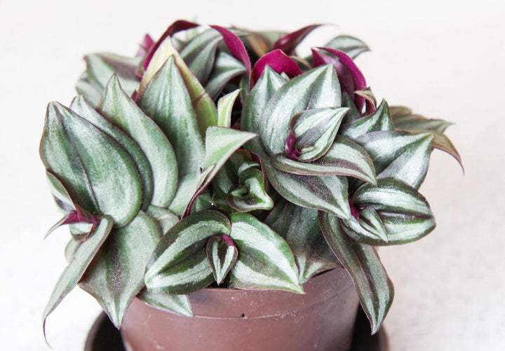 Tradescantia zebrina | Inch Plant - Casey & Company