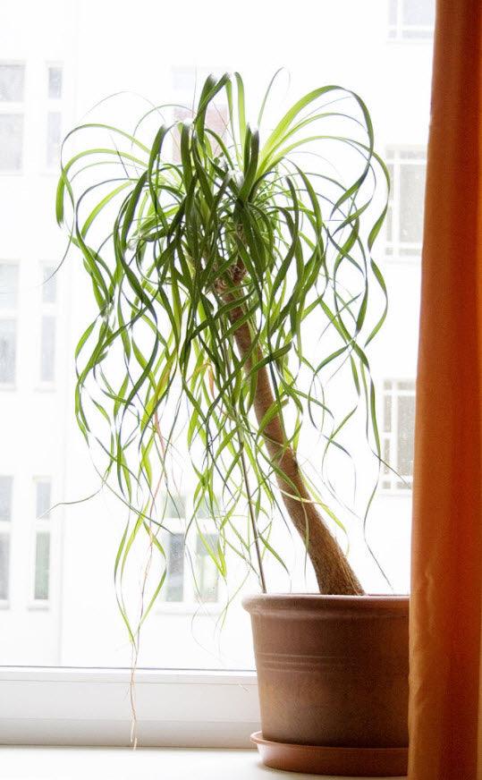 Beaucarnea recurvata | Pony Tail Palm - Casey & Company