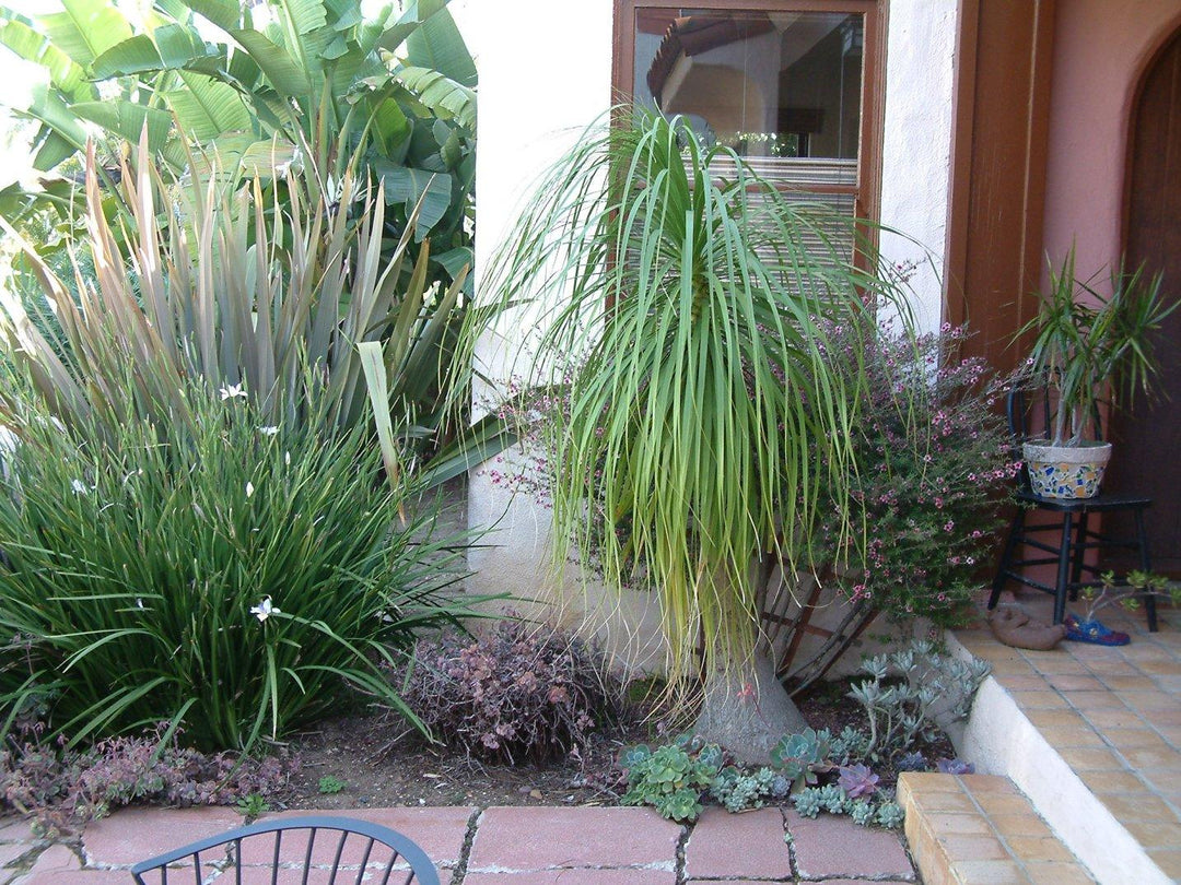 Beaucarnea recurvata | Pony Tail Palm - Casey & Company