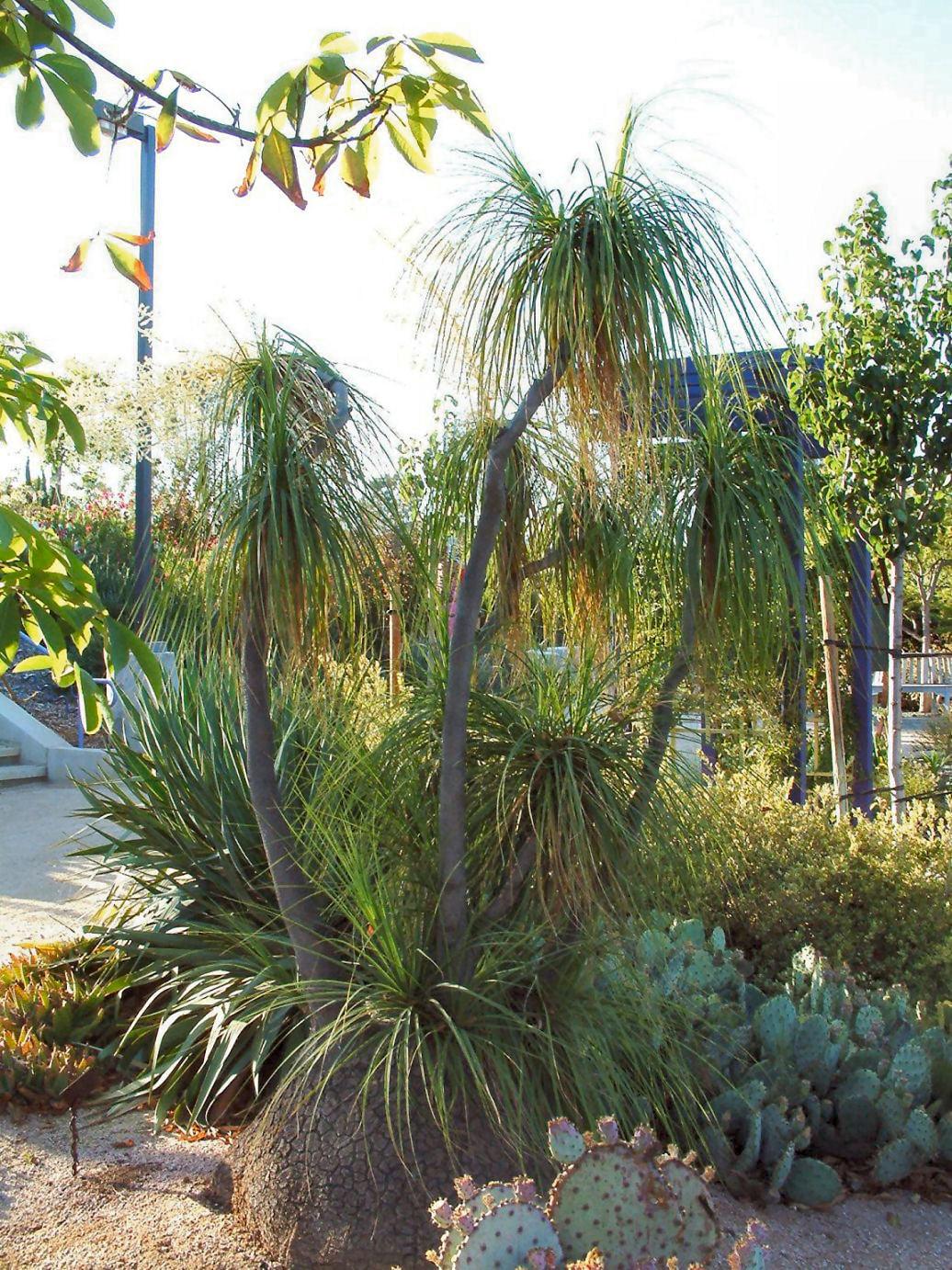 Beaucarnea recurvata | Pony Tail Palm - Casey & Company