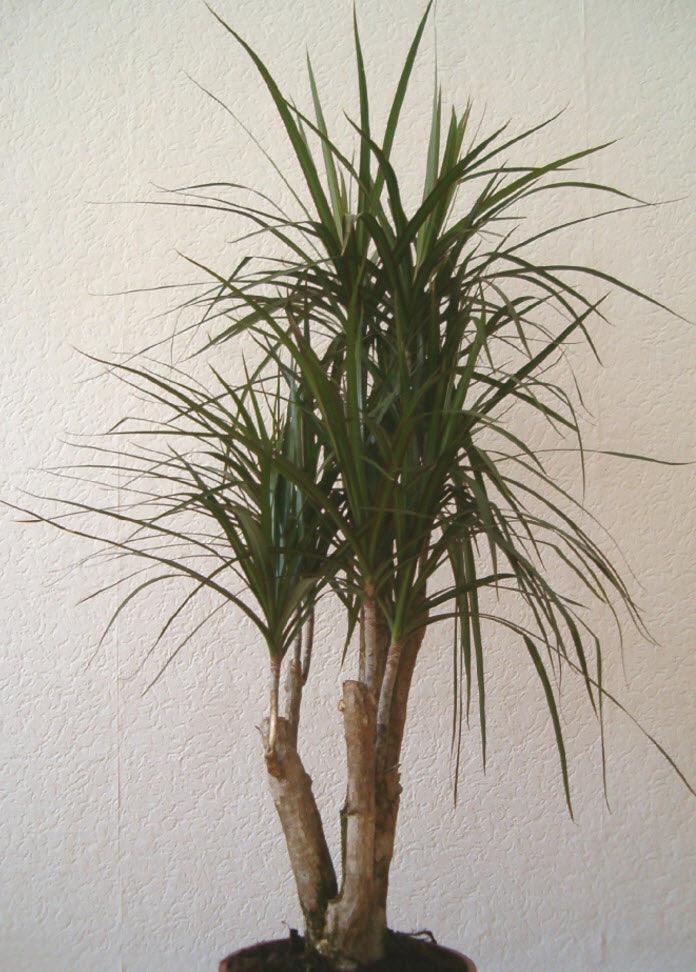 Dracaena marginata | Red-Edged Chevron Plant - Casey & Company