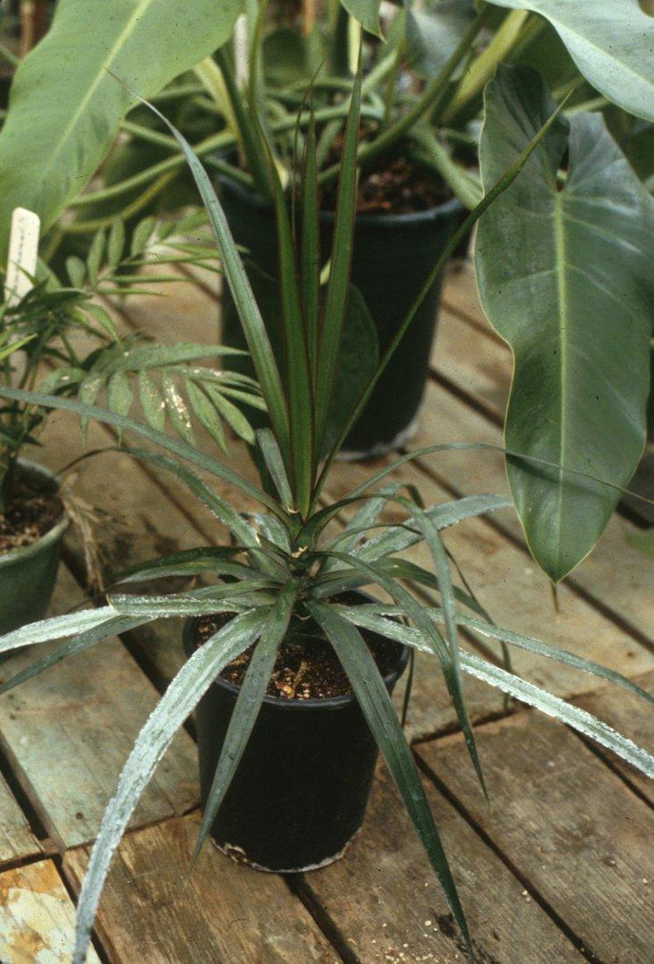 Dracaena marginata | Red-Edged Chevron Plant - Casey & Company