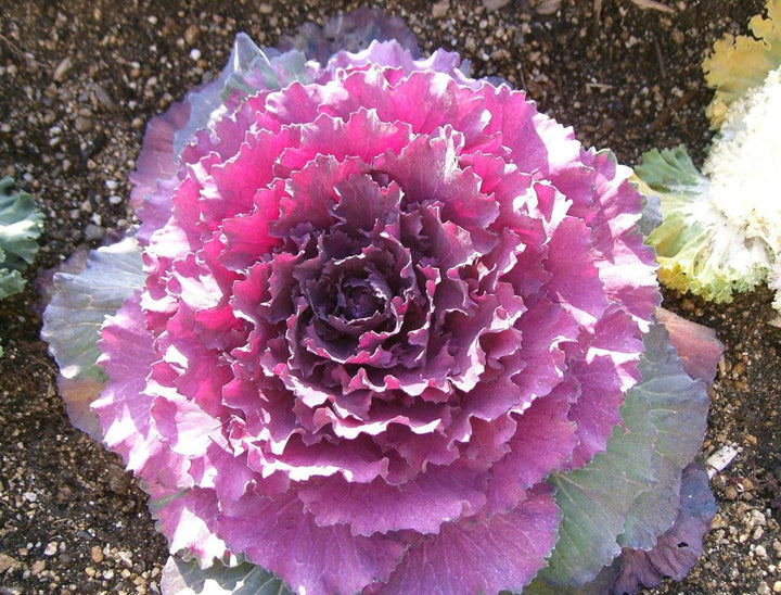Brassica oleracea ''Flowering Cabbage' | Flowering Cabbage - Casey & Company