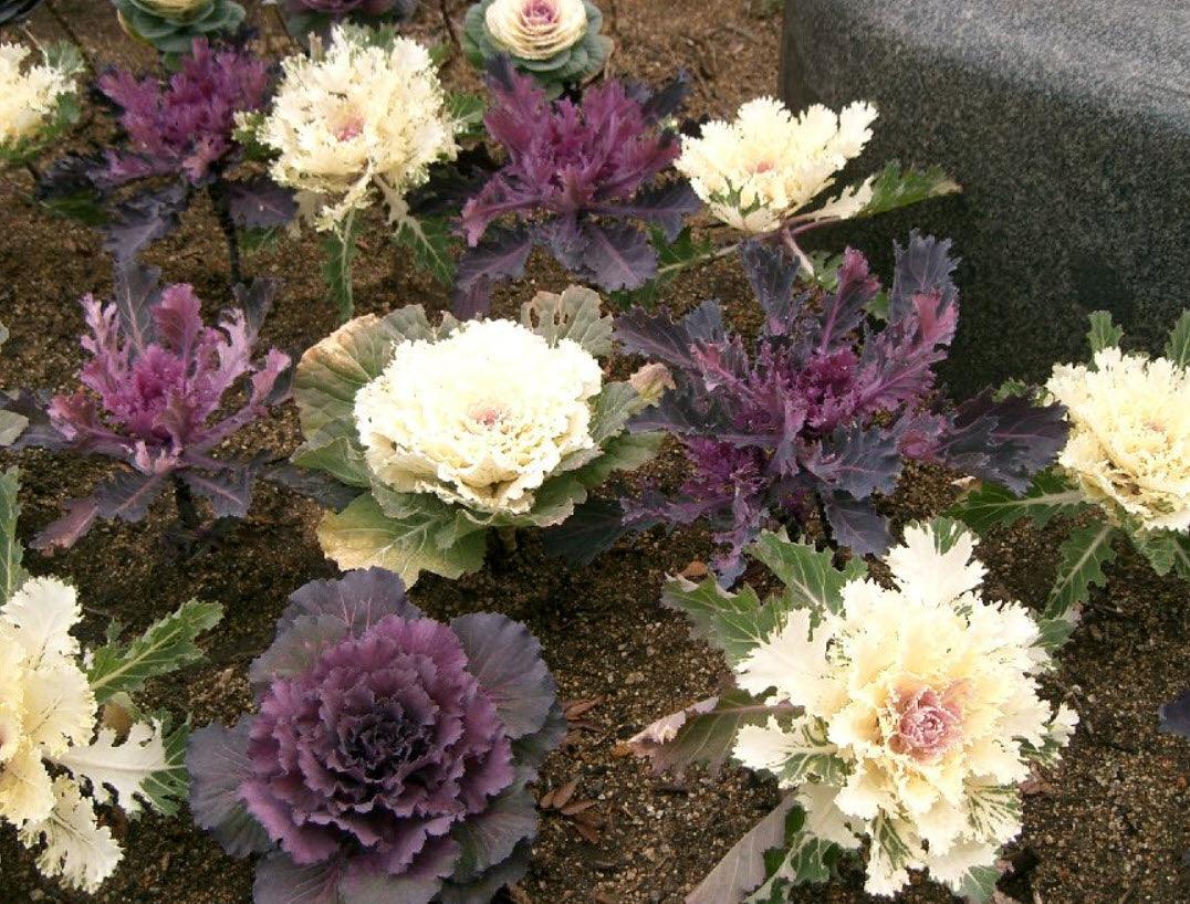 Brassica oleracea ''Flowering Cabbage' | Flowering Cabbage - Casey & Company