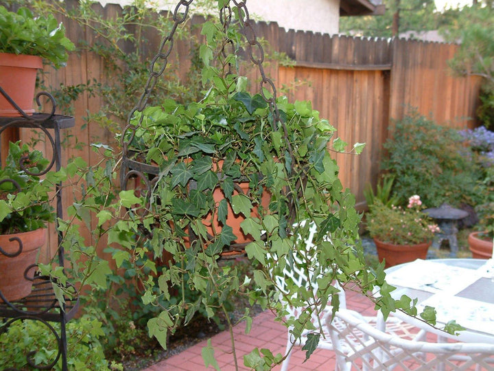 Hedera helix | English Ivy - Casey & Company