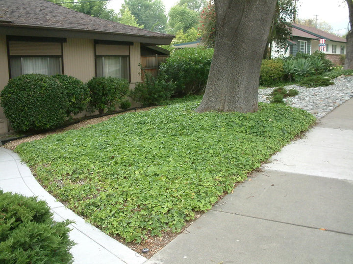 Hedera helix | English Ivy - Casey & Company