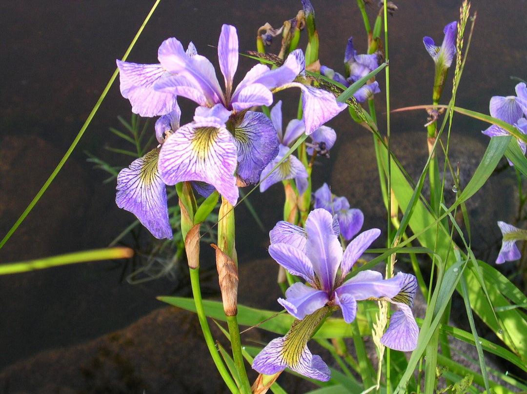 Iris versicolor | Blue Flag - Casey & Company