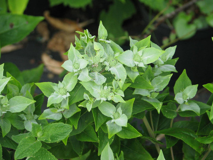 Pycnanthemum muticum | Mountain Mint - Casey & Company