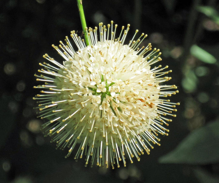 Cephalanthus occidentalis | Buttonbush - Casey & Company