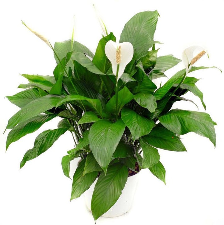 Spathiphyllum dario | Peace Lily - Casey & Company