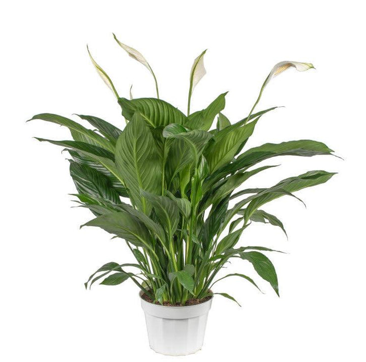 Spathiphyllum dario | Peace Lily - Casey & Company