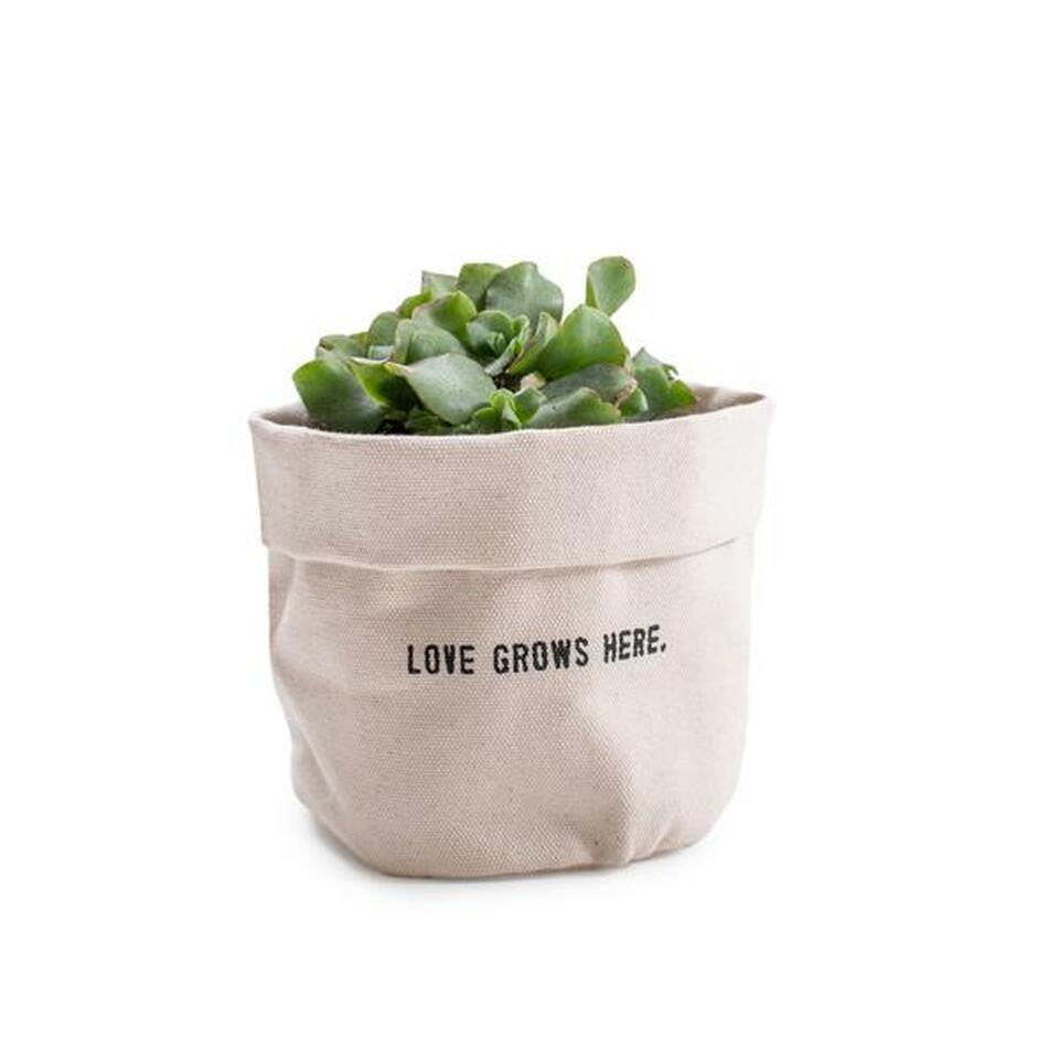 Large Canvas Planters - Casey & Company