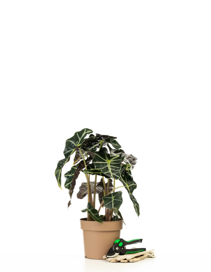 leafjoy™ Alocasia Amazonica | Bambino - Casey & Company