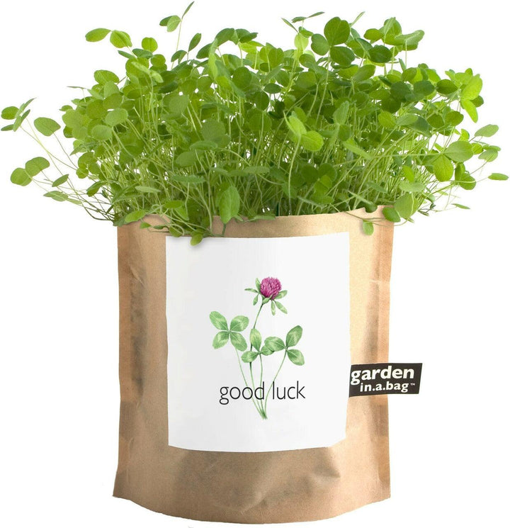 Garden-in-a-bag Good Luck Clover - Casey & Company