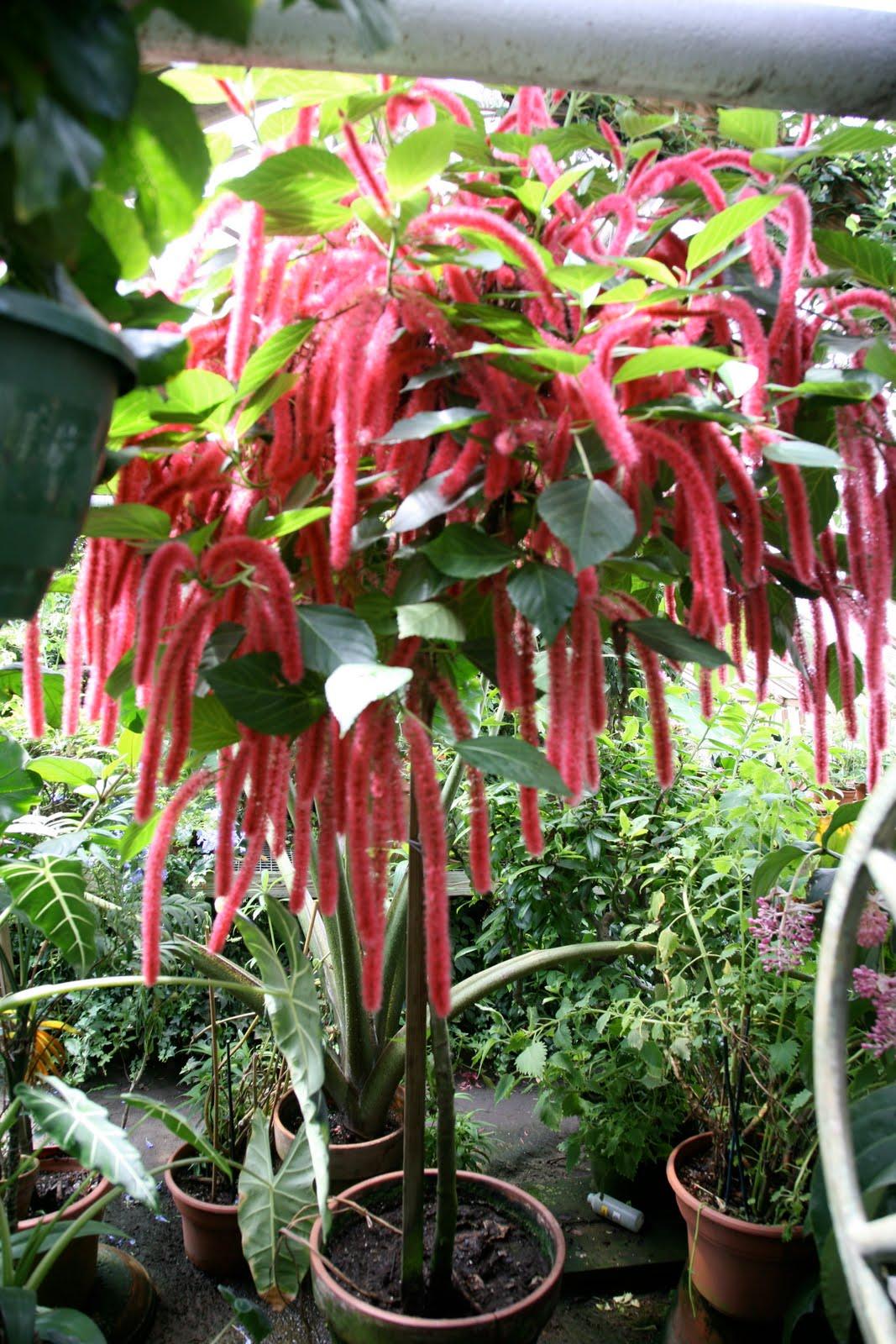 Acalypha pendula 'Firetails' | Firetail Chenille Plant - Casey & Company