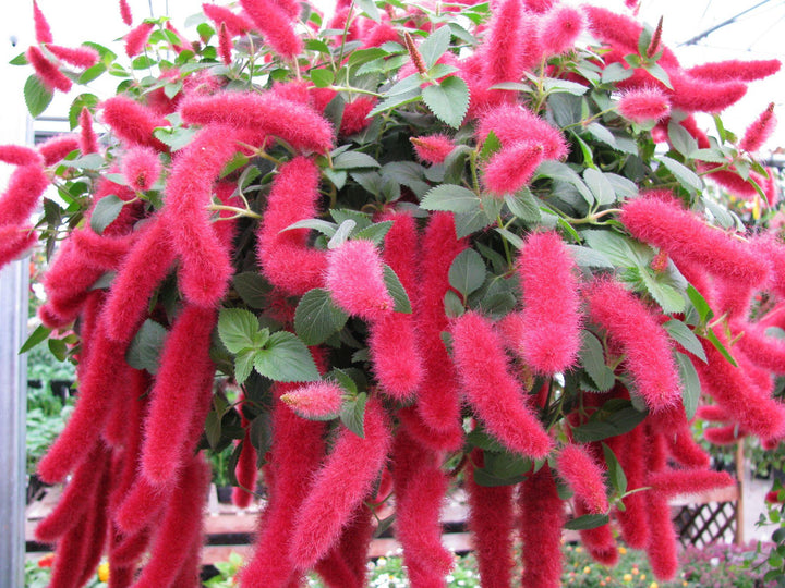 Acalypha pendula 'Firetails' | Firetail Chenille Plant - Casey & Company