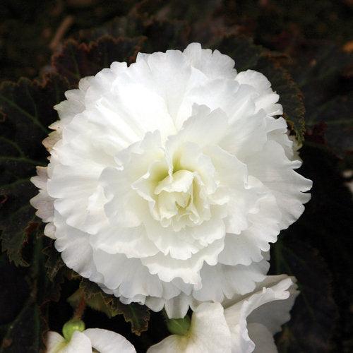 Begonia 'Nonstop White' | Nonstop White Begonia - Casey & Company