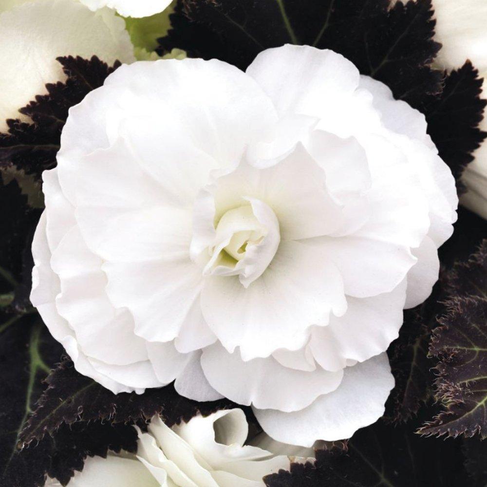 Begonia 'Nonstop White' | Nonstop White Begonia - Casey & Company