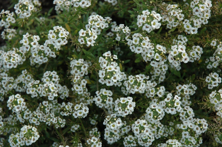 Sweet Alyssum Clear Crystal White - Casey & Company
