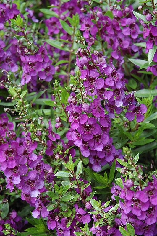 Angelonia angustifolia 'Archangel Dark Purple' - Casey & Company
