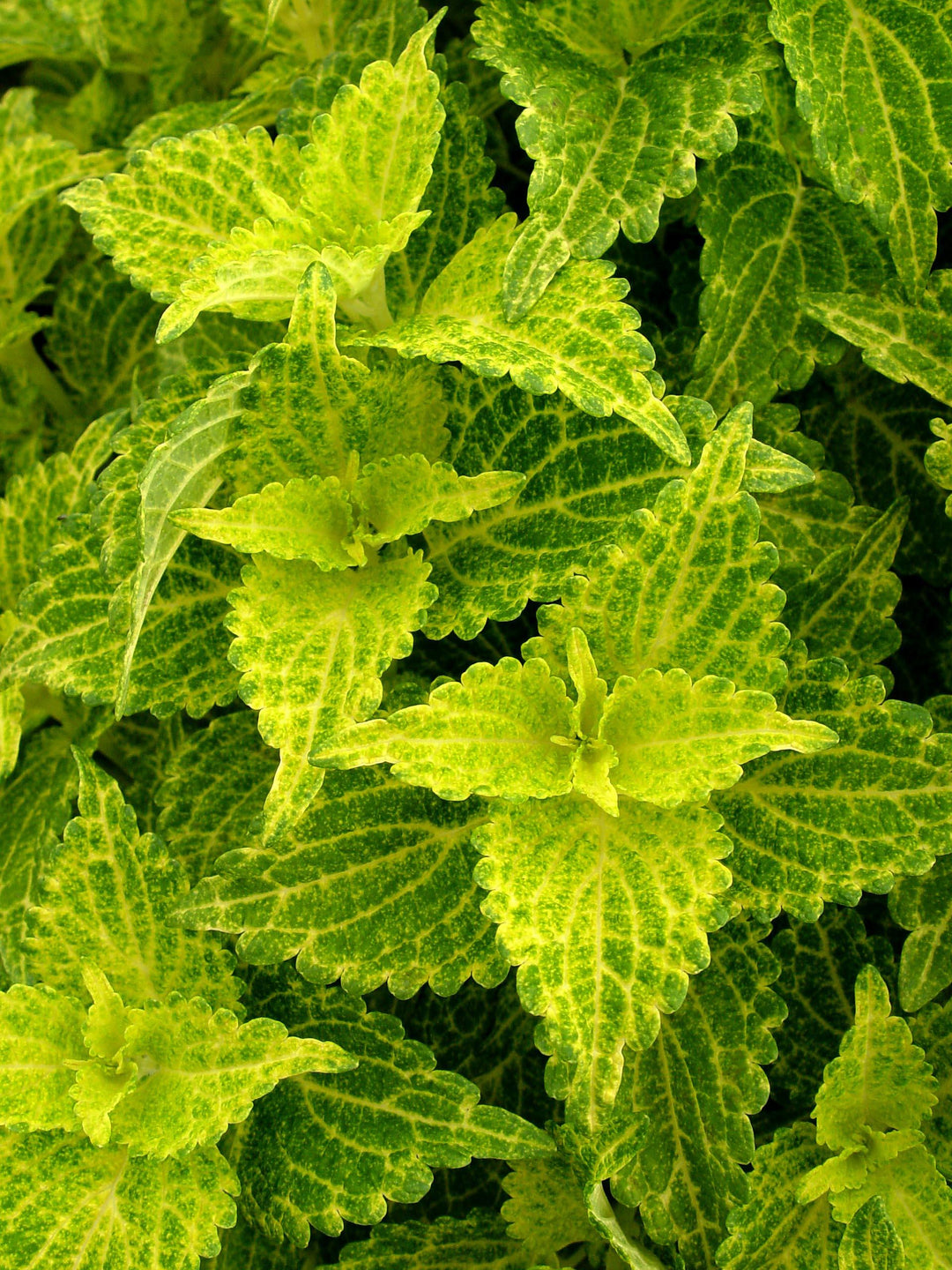 Solenostemon 'Electric Lime' | Coleus Electric Lime - Casey & Company