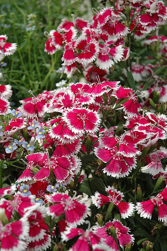 Dianthus chinensis x barbatus 'Floral Lace Mix' - Casey & Company