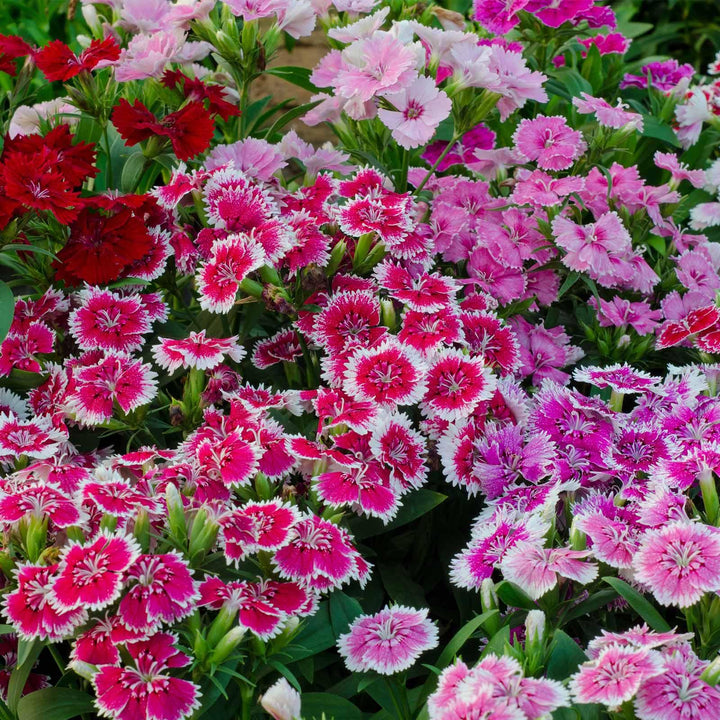 Dianthus chinensis x barbatus 'Floral Lace Mix' - Casey & Company