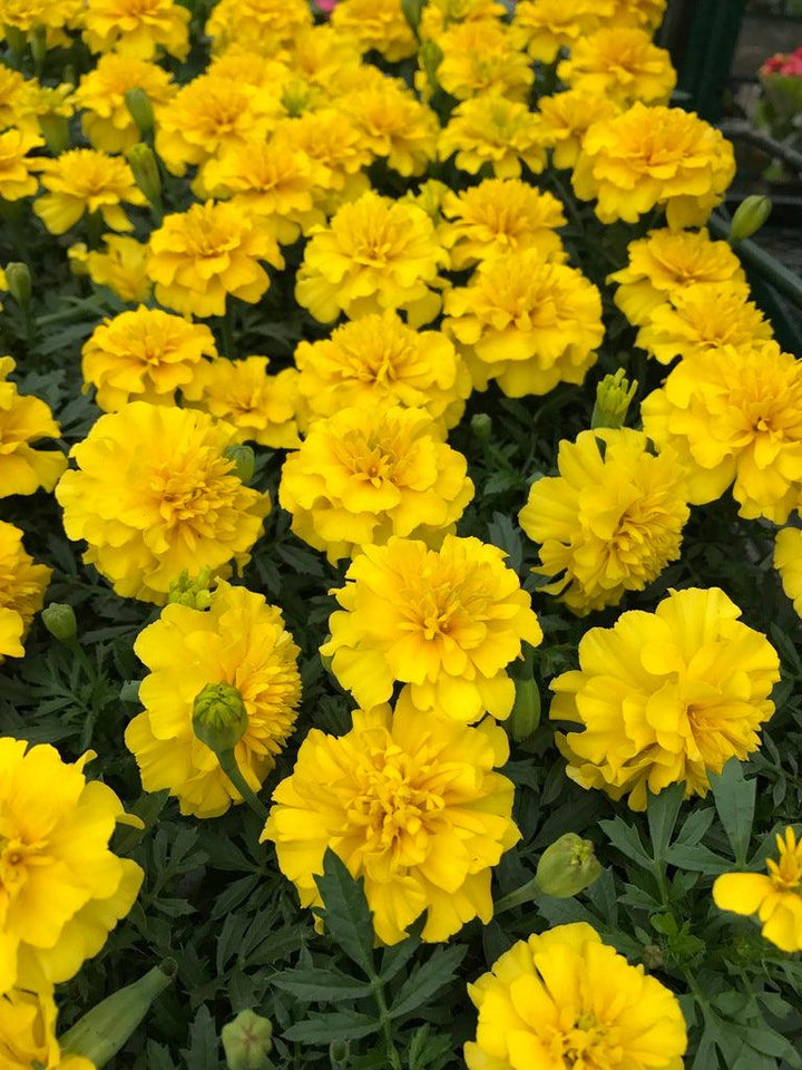 Tagetes patula 'Janie Bright Yellow' | Janie Bright Yellow French Marigold - Casey & Company
