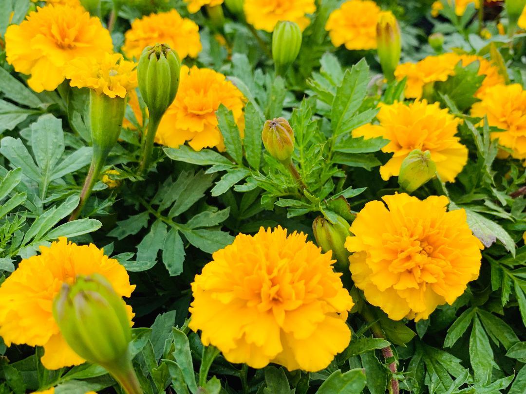 Tagetes patula 'Janie Bright Yellow' | Janie Bright Yellow French Marigold - Casey & Company