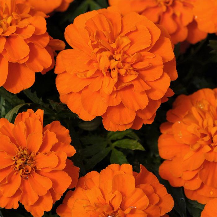Tagetes patula 'Janie Deep Orange' | Janie Deep Orange French Marigold - Casey & Company
