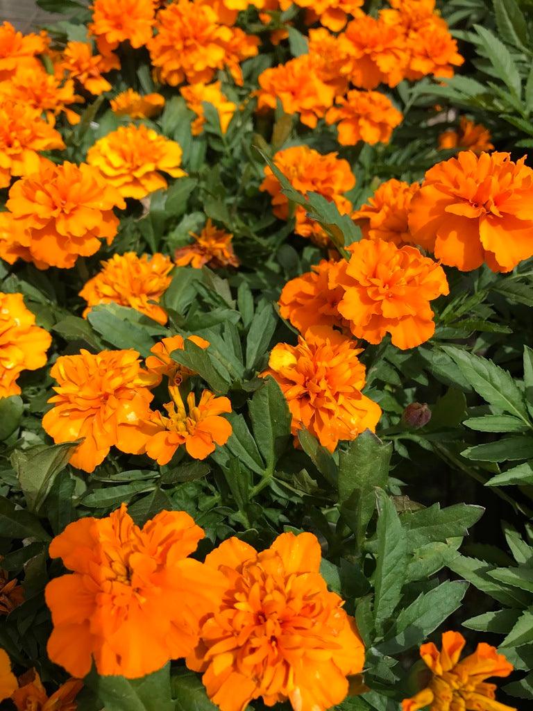 Tagetes patula 'Janie Deep Orange' | Janie Deep Orange French Marigold - Casey & Company