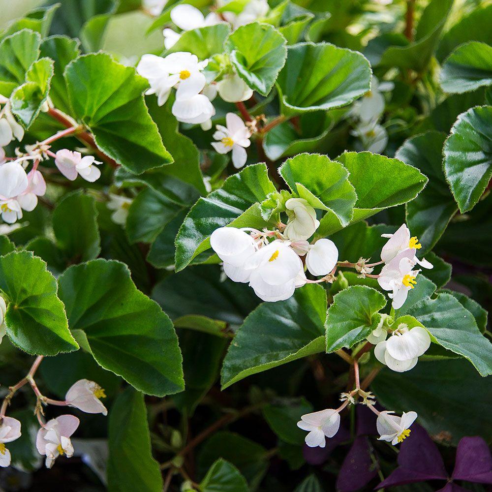 Begonia x benariensis 'Big White Green Leaf' - Big White Green Leaf Begonia - Casey & Company