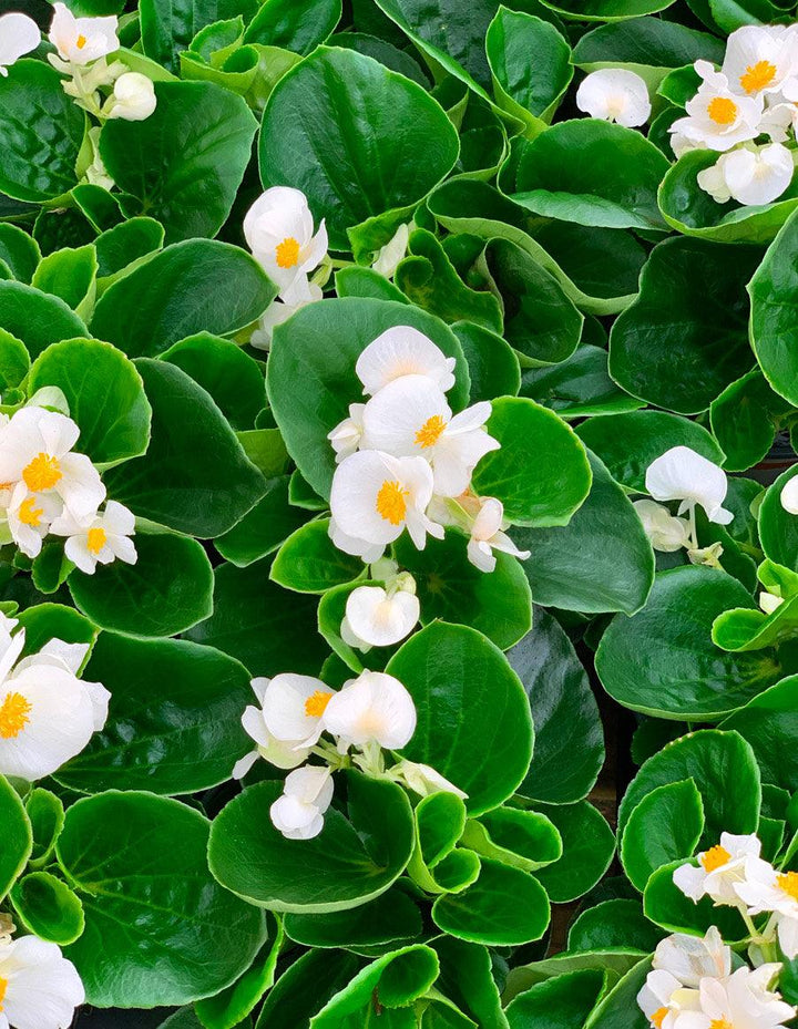 Begonia x benariensis 'Big White Green Leaf' - Big White Green Leaf Begonia - Casey & Company