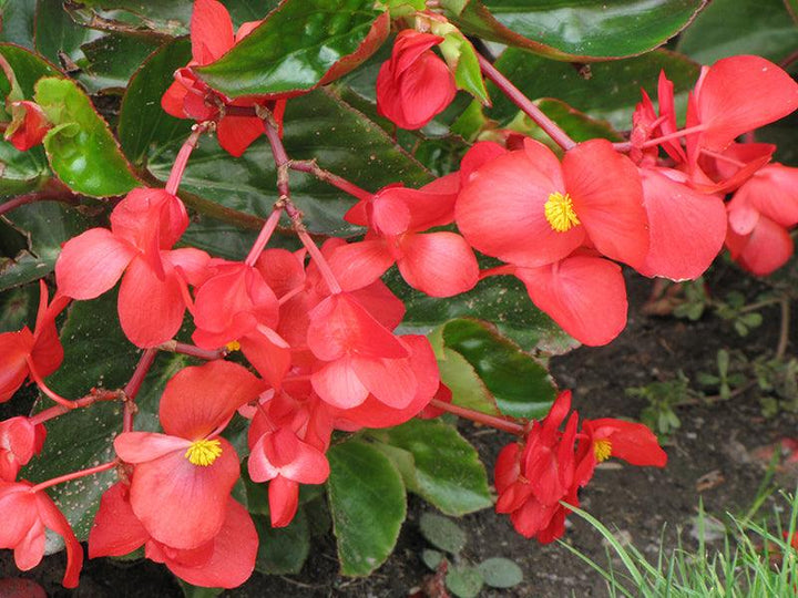 Begonia coc. Dragon Wing Red | Red Dragon Wing Begonia - Casey & Company