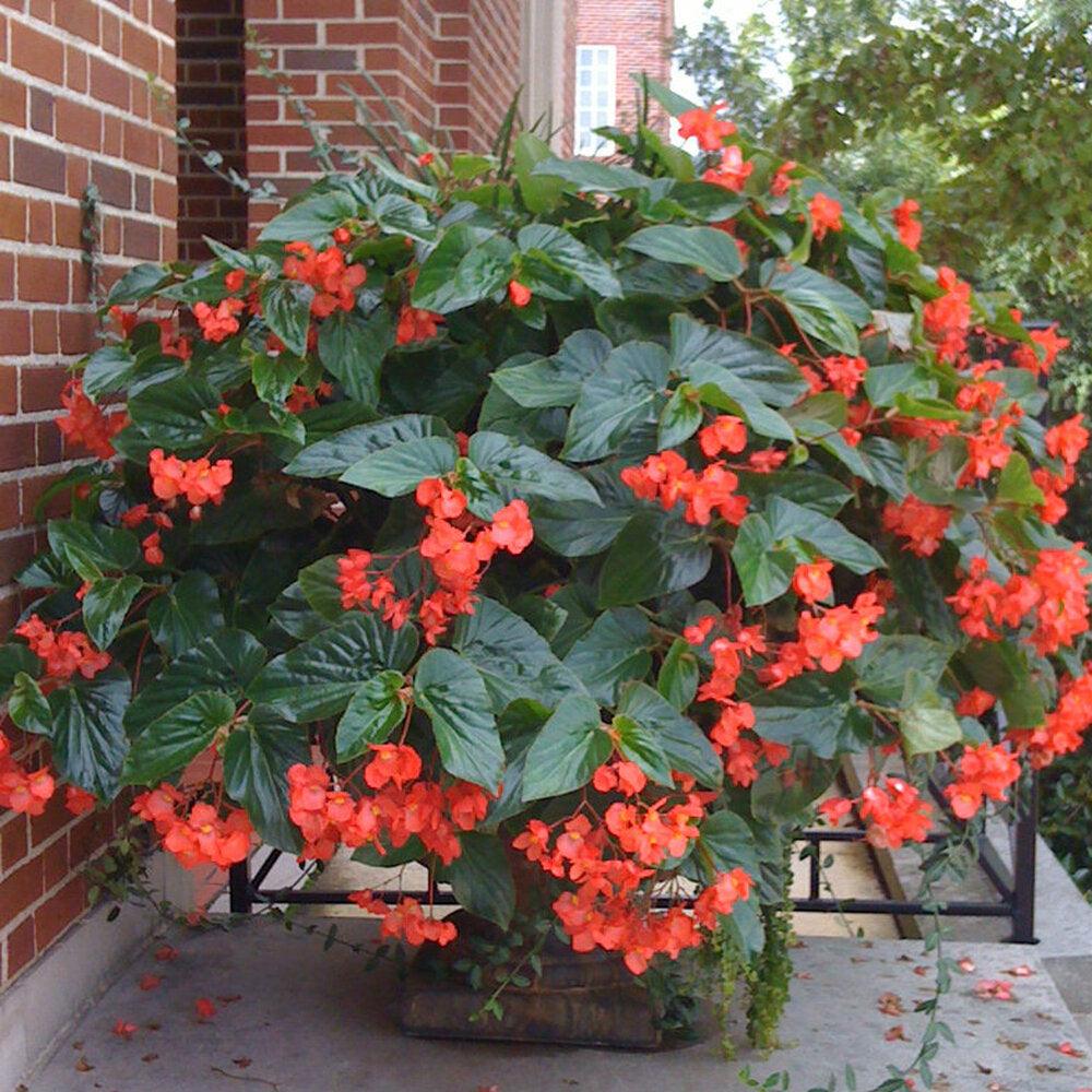 Begonia coc. Dragon Wing Red | Red Dragon Wing Begonia - Casey & Company