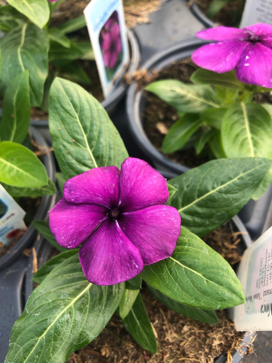 Vinca Catharanthus Tattoo Blueberry seed from Penn State Trial  Gardens