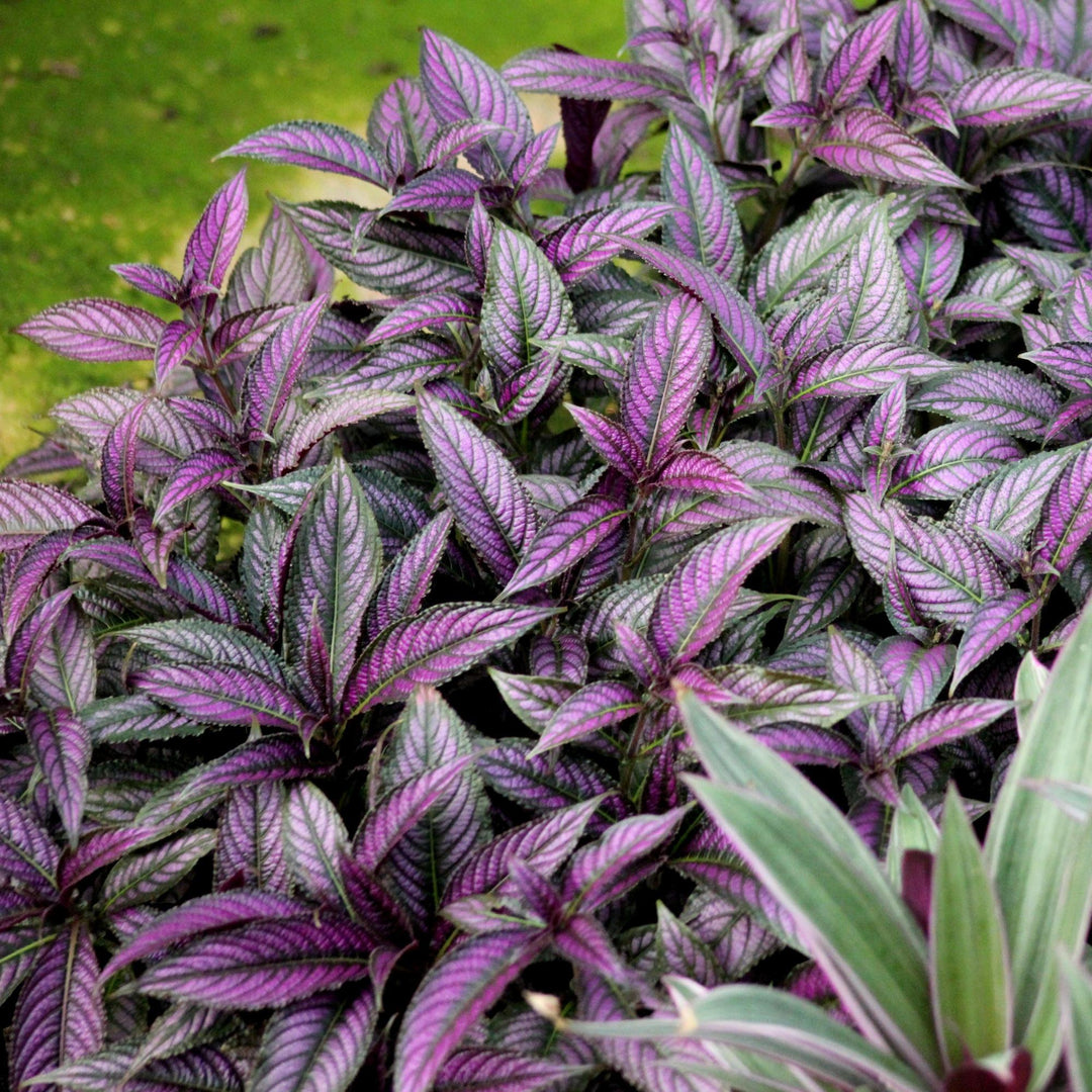 Strobilanthes dyerianus 'Persian Shield' | Royal Purple Plant - Casey & Company