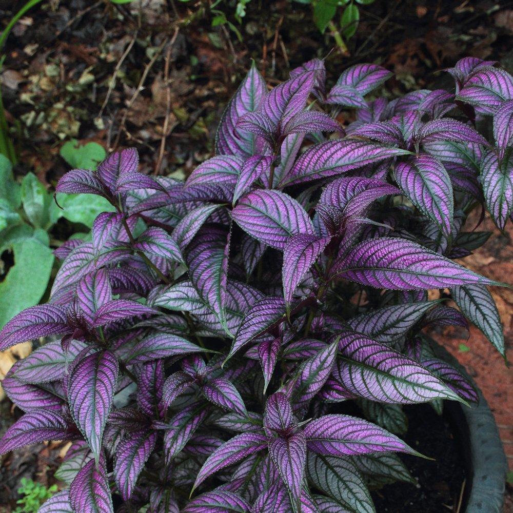 Strobilanthes dyerianus 'Persian Shield' | Royal Purple Plant - Casey & Company