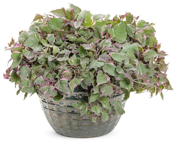 Ipomoea batatas 'Tricolor' | Tricolor Sweet Potato Vine - Casey & Company