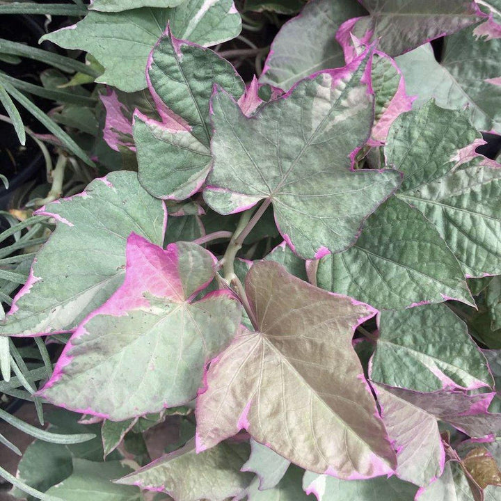 Ipomoea batatas 'Tricolor' | Tricolor Sweet Potato Vine - Casey & Company