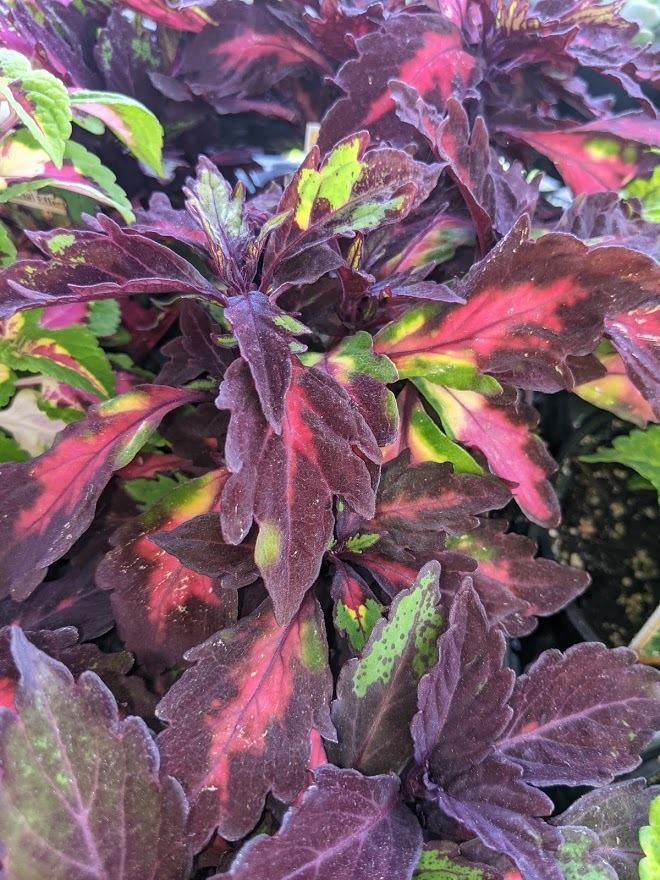 Solenostemon 'Special Effects' | Coleus Special Effects - Casey & Company